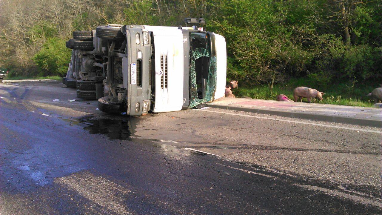 Vuelca un camión cargado de cerdos en la carretera de León a Guardo (Palencia)