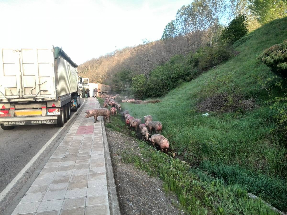 Vuelca un camión cargado de cerdos en la carretera de León a Guardo (Palencia)