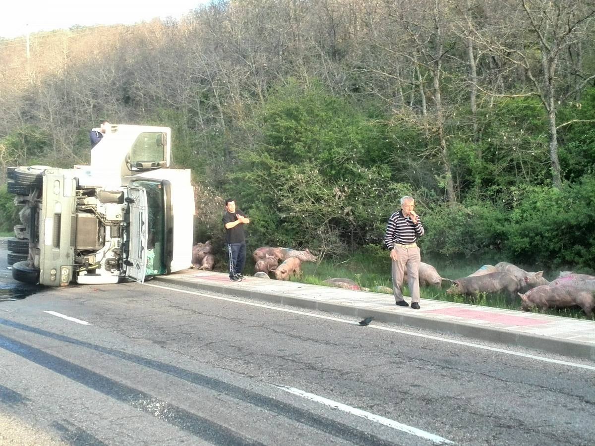 Vuelca un camión cargado de cerdos en la carretera de León a Guardo (Palencia)