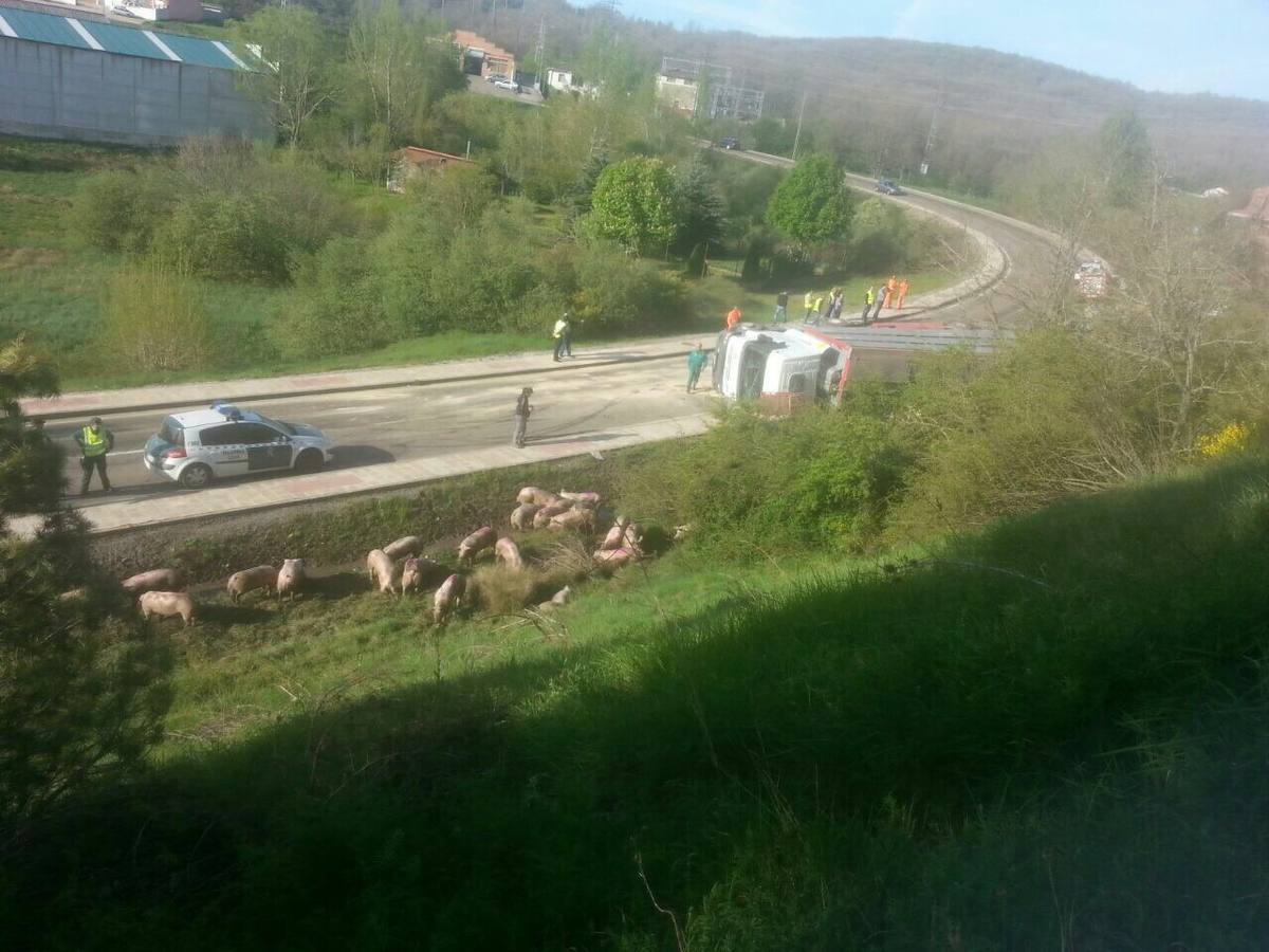 Vuelca un camión cargado de cerdos en la carretera de León a Guardo (Palencia)