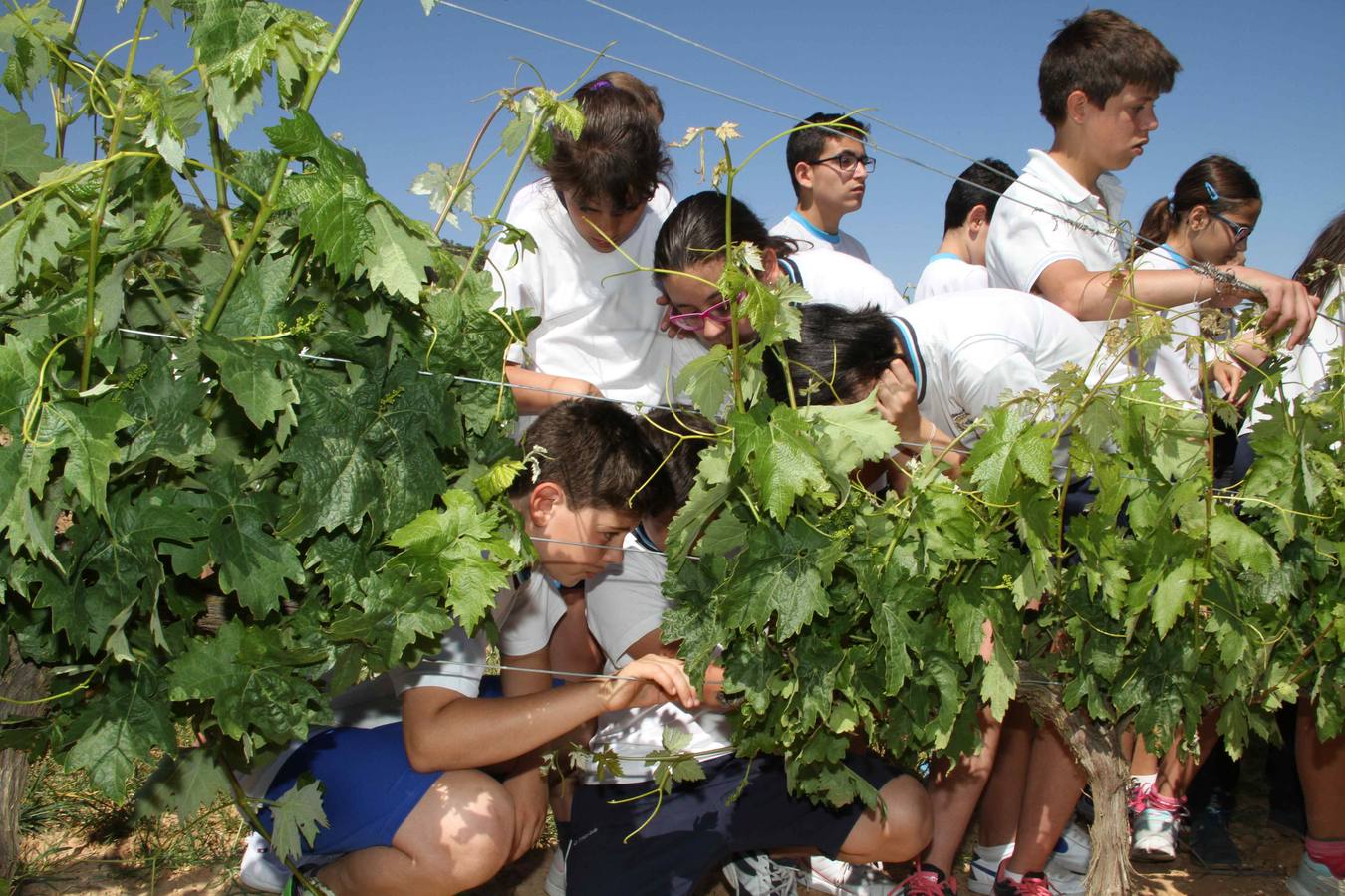 Alumnos de la Inmaculada de Peñafiel participan en un taller de poda en la bodega Cepa 21