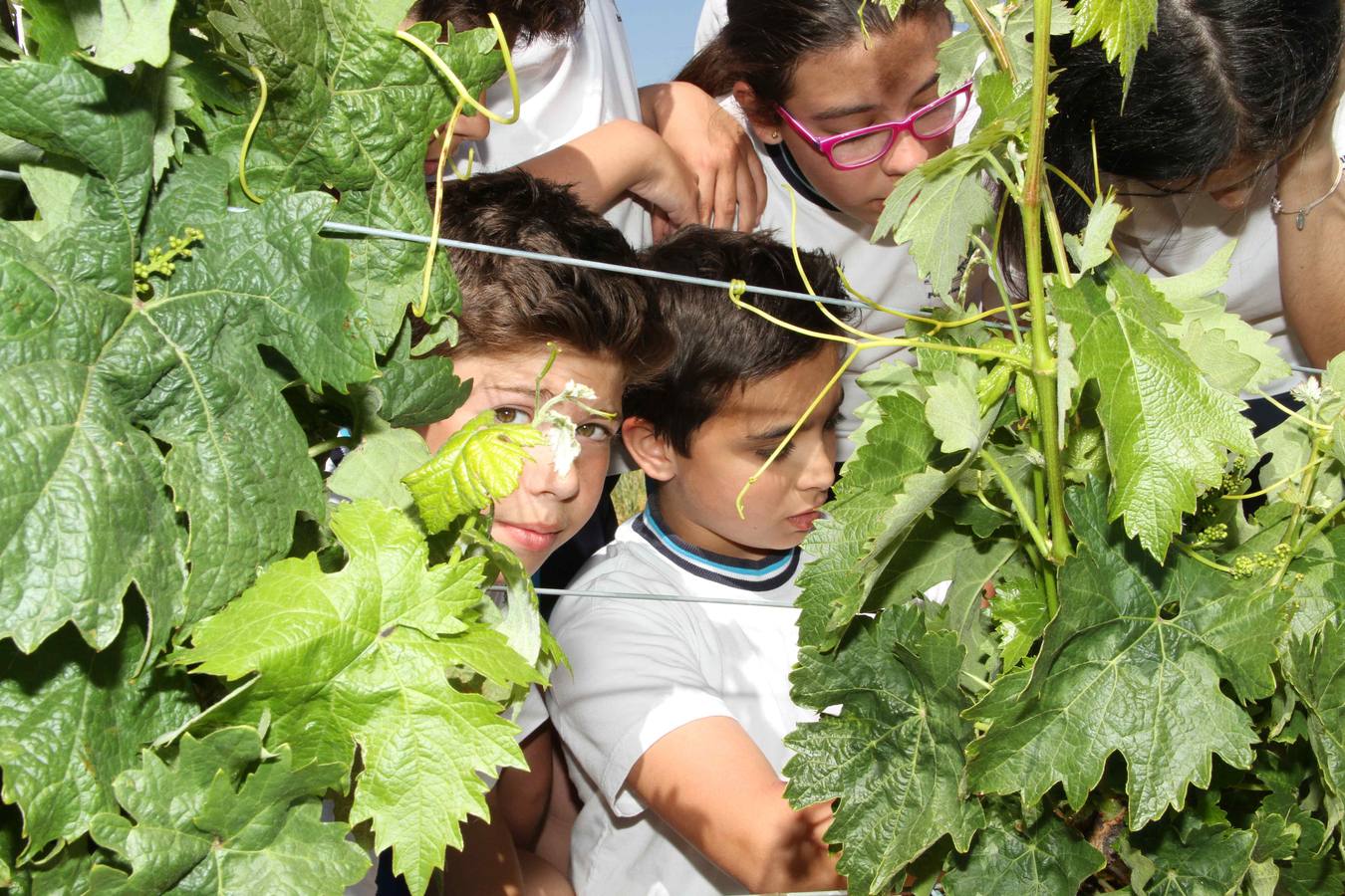 Alumnos de la Inmaculada de Peñafiel participan en un taller de poda en la bodega Cepa 21