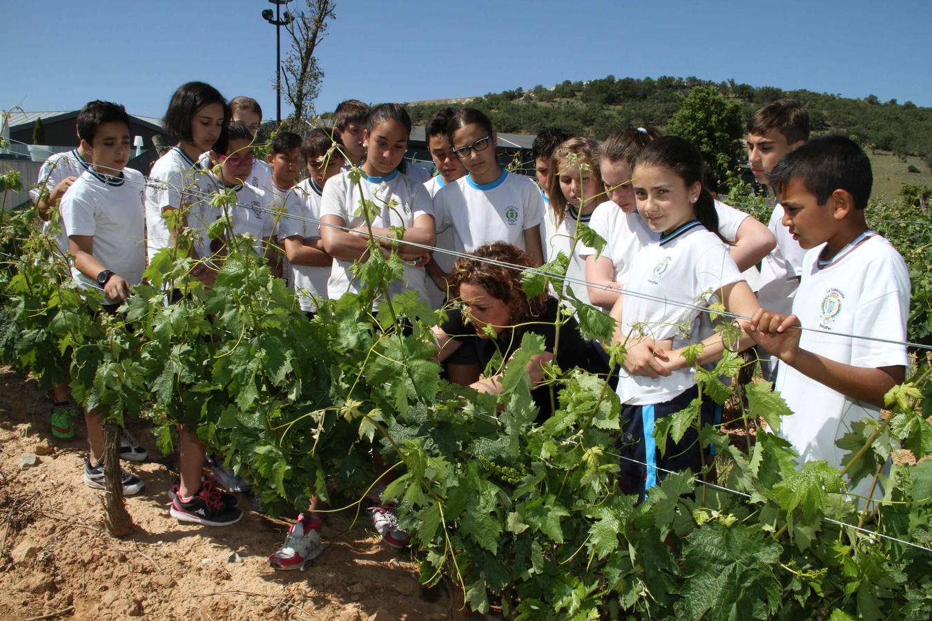 Alumnos de la Inmaculada de Peñafiel participan en un taller de poda en la bodega Cepa 21