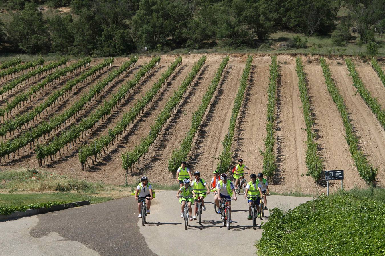Alumnos de la Inmaculada de Peñafiel participan en un taller de poda en la bodega Cepa 21