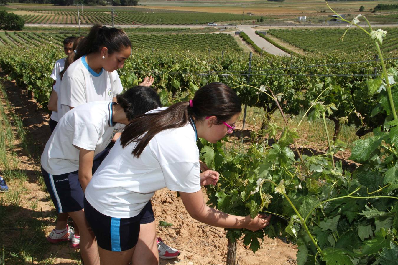 Alumnos de la Inmaculada de Peñafiel participan en un taller de poda en la bodega Cepa 21