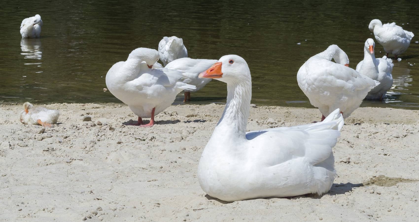 El calor se instala en Valladolid