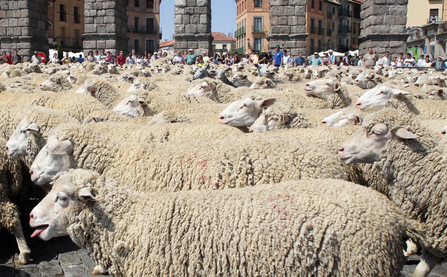 Ovejas bajo el Acueducto de Segovia