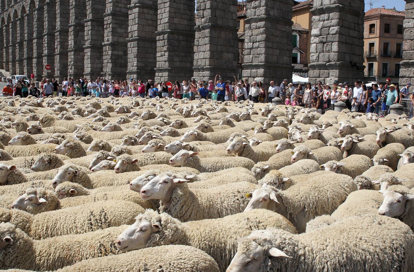 Ovejas bajo el Acueducto de Segovia