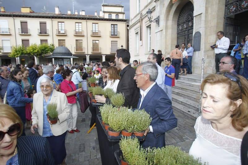 Reparto de tomillo bendecido en Palencia para honrar a San Juan