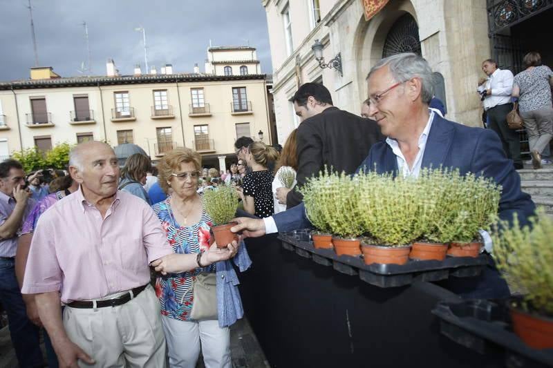 Reparto de tomillo bendecido en Palencia para honrar a San Juan