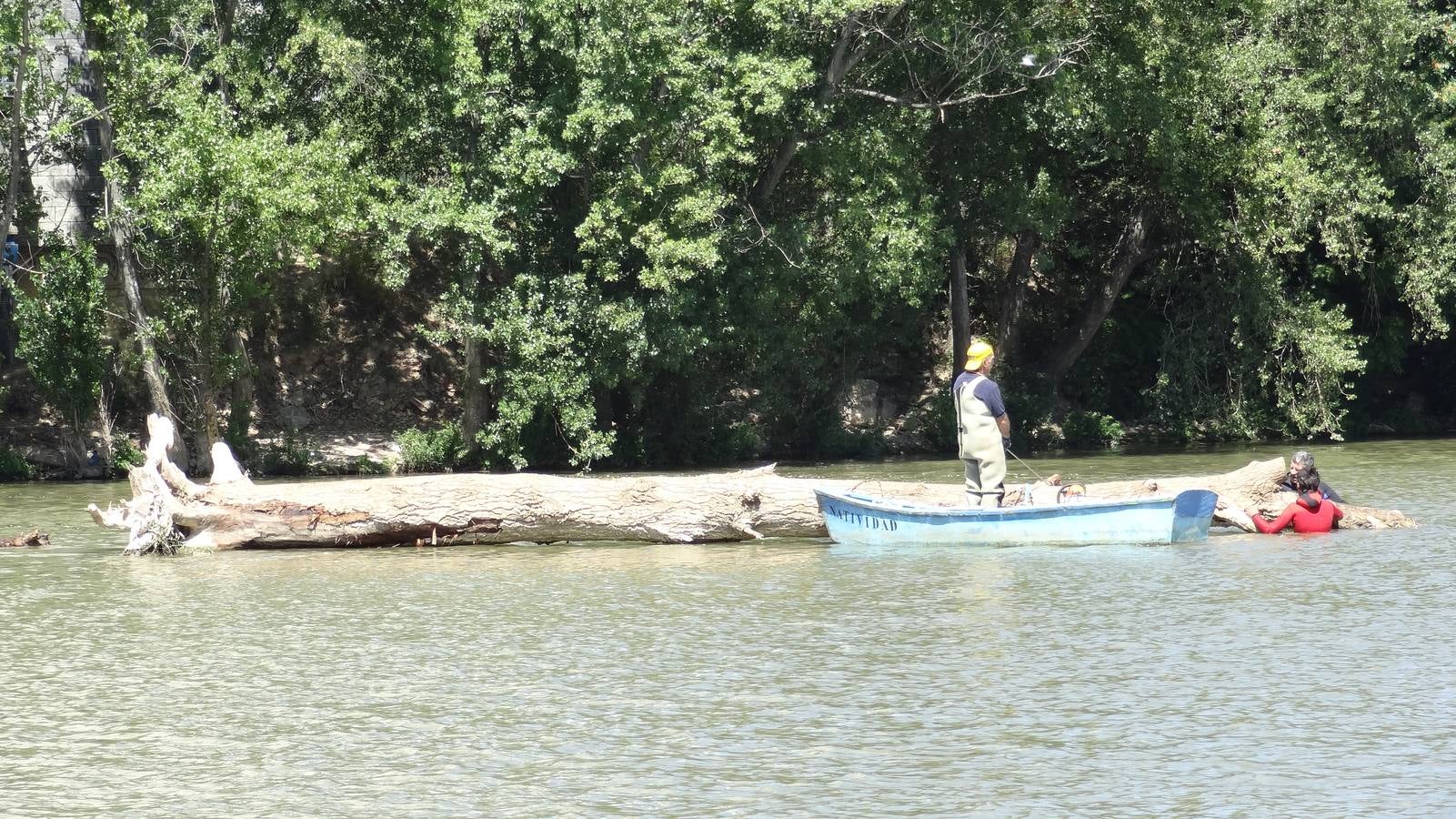 Retiran un tronco de 20 metros de la pesquera del Pisuerga en Valladolid