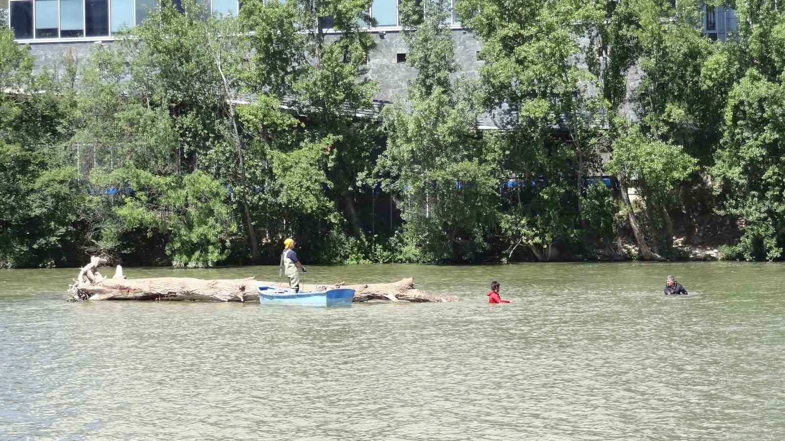Retiran un tronco de 20 metros de la pesquera del Pisuerga en Valladolid