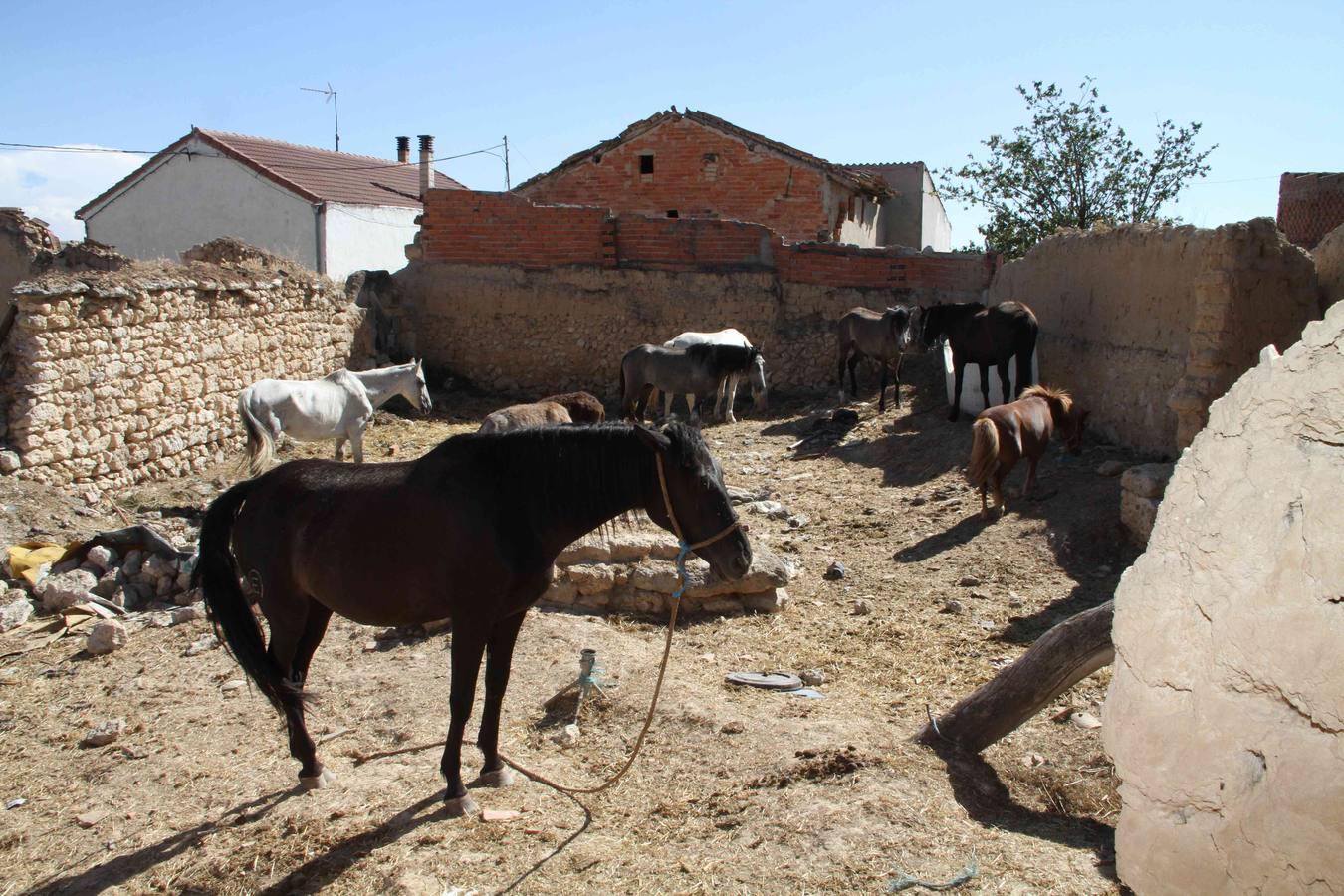 Los caballos abandonados de Manzanillo (Valladolid)