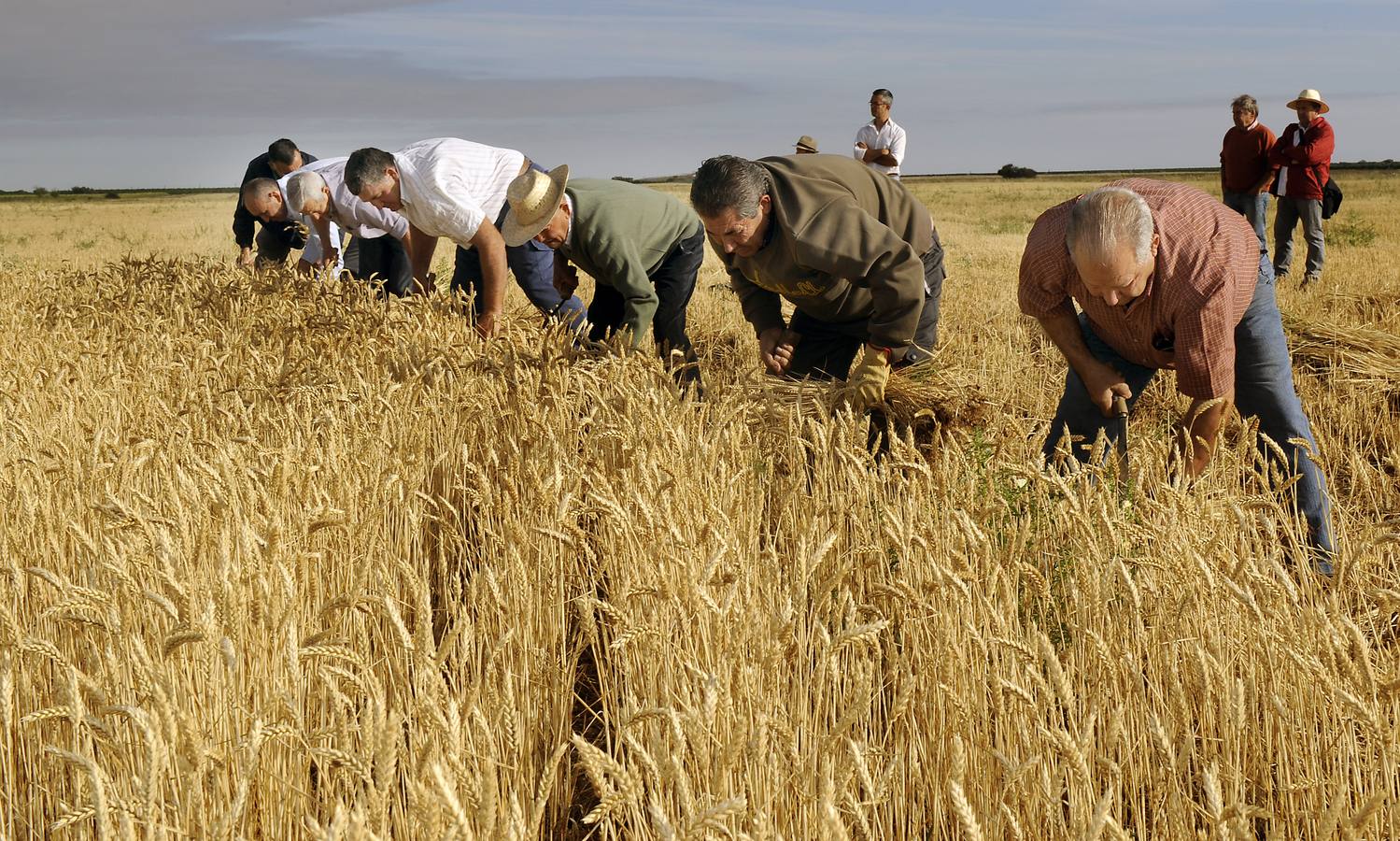 Nava del Rey recrea la siega a mano