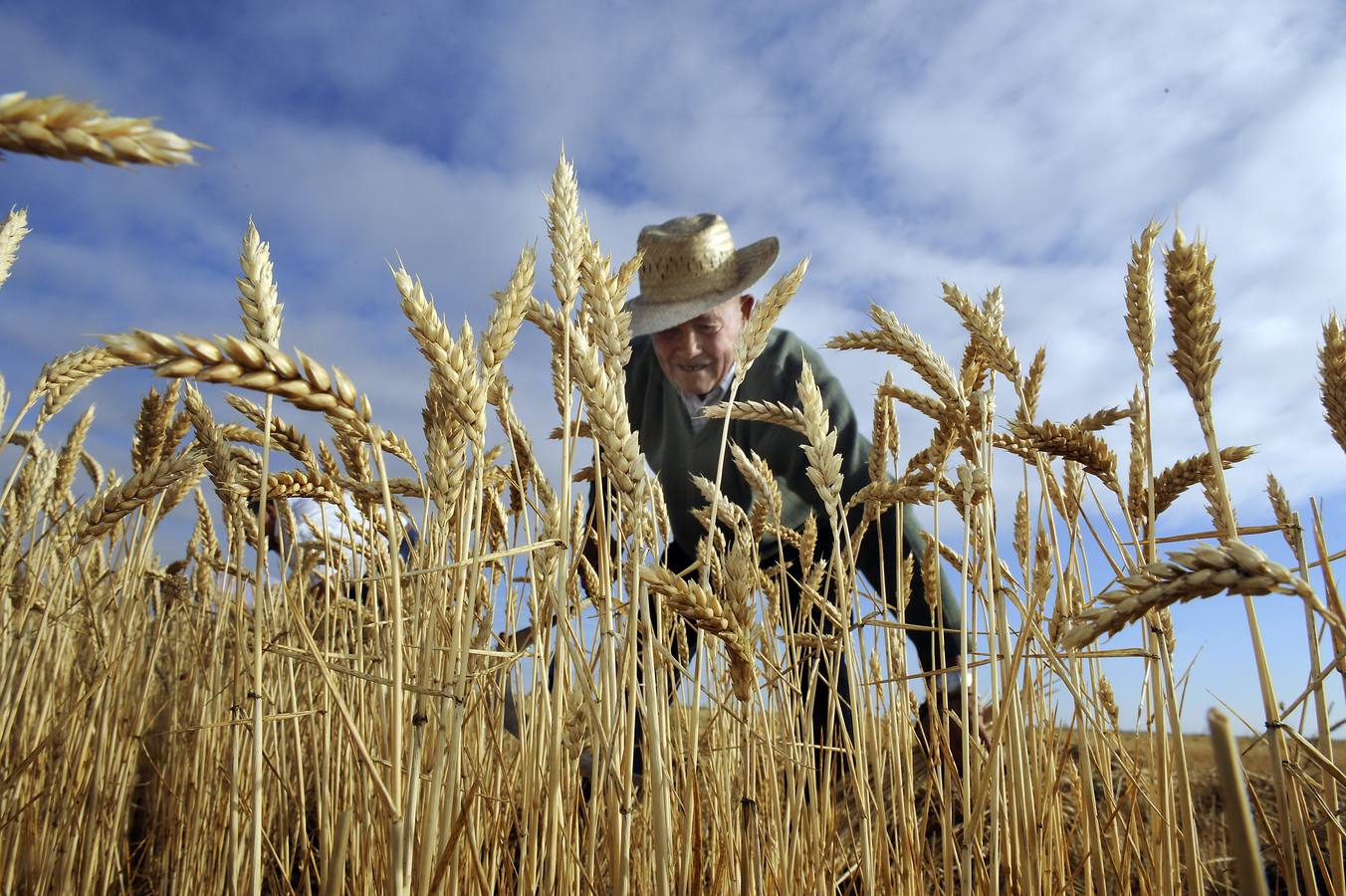 Nava del Rey recrea la siega a mano