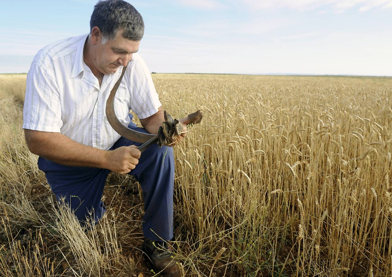 Nava del Rey recrea la siega a mano