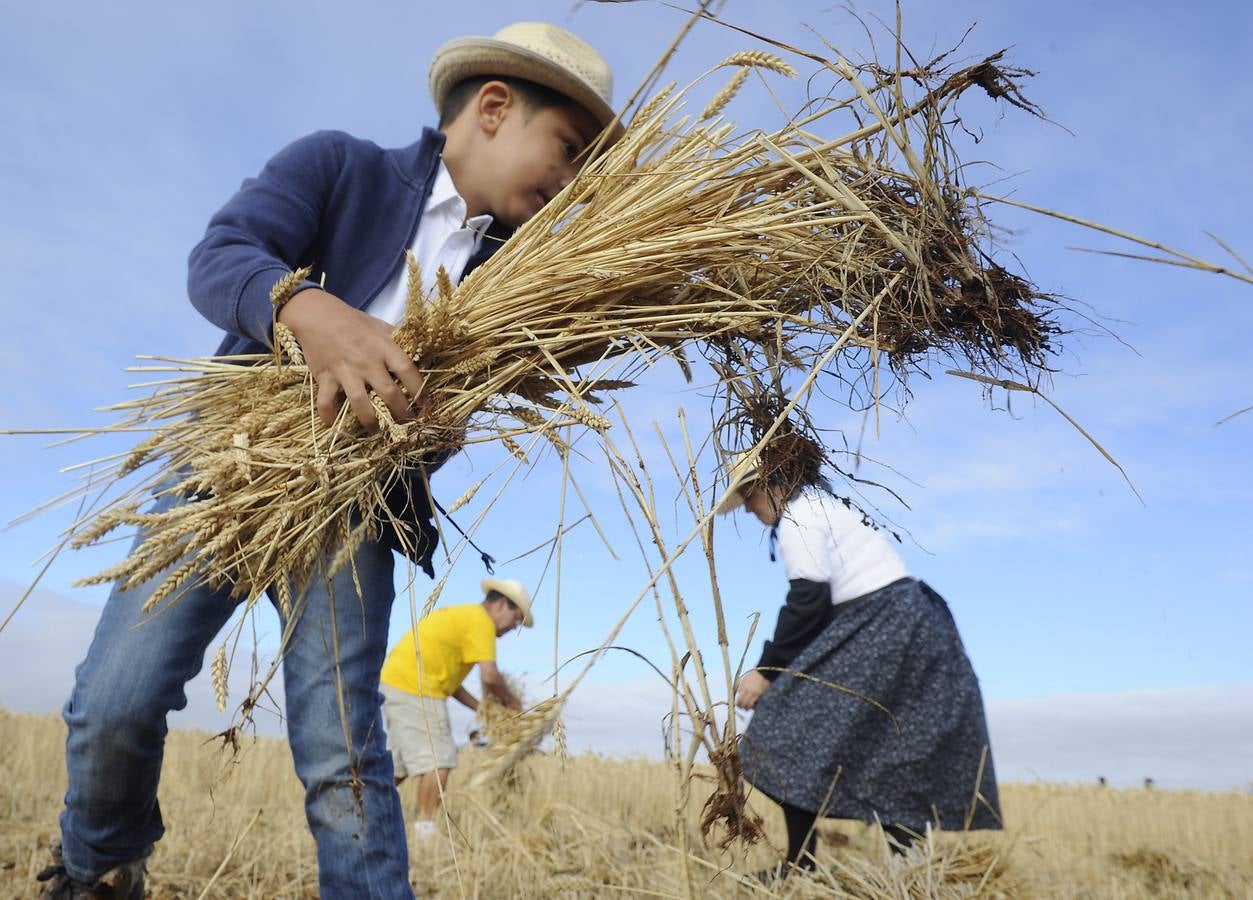 Nava del Rey recrea la siega a mano