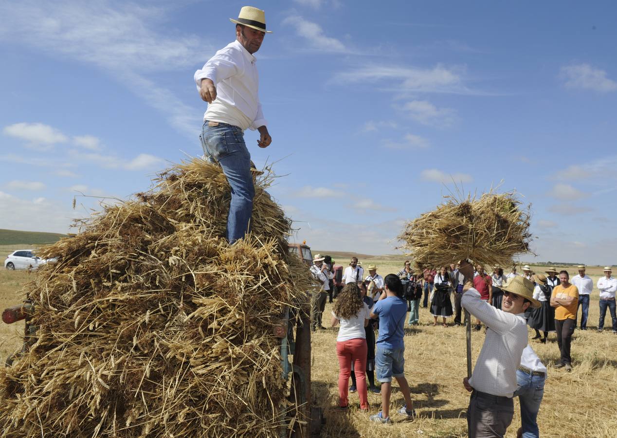 Nava del Rey recrea la siega a mano
