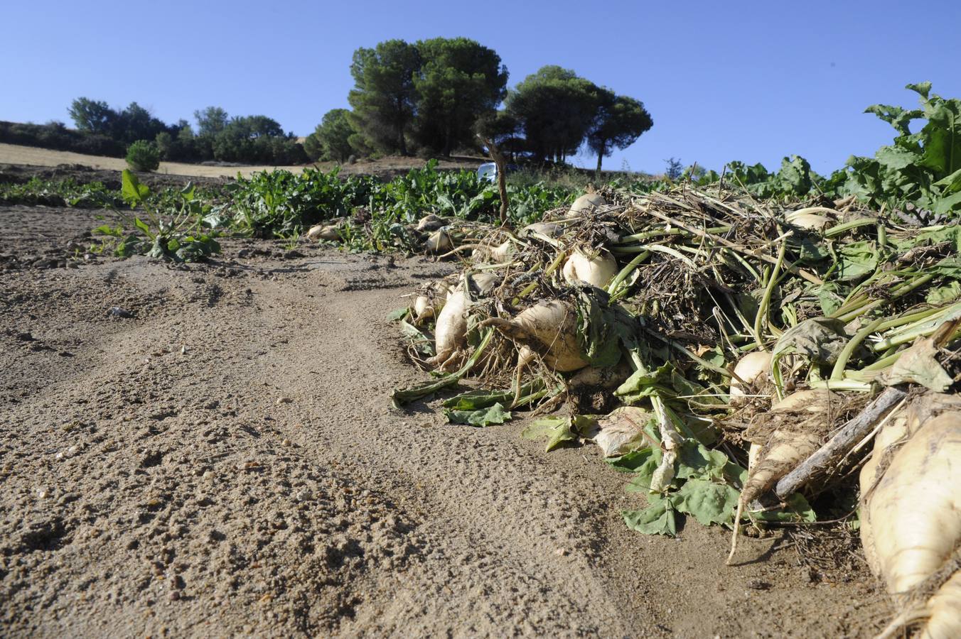 Daños ocasionados por el pedrisco en Castronuño (Valladolid)