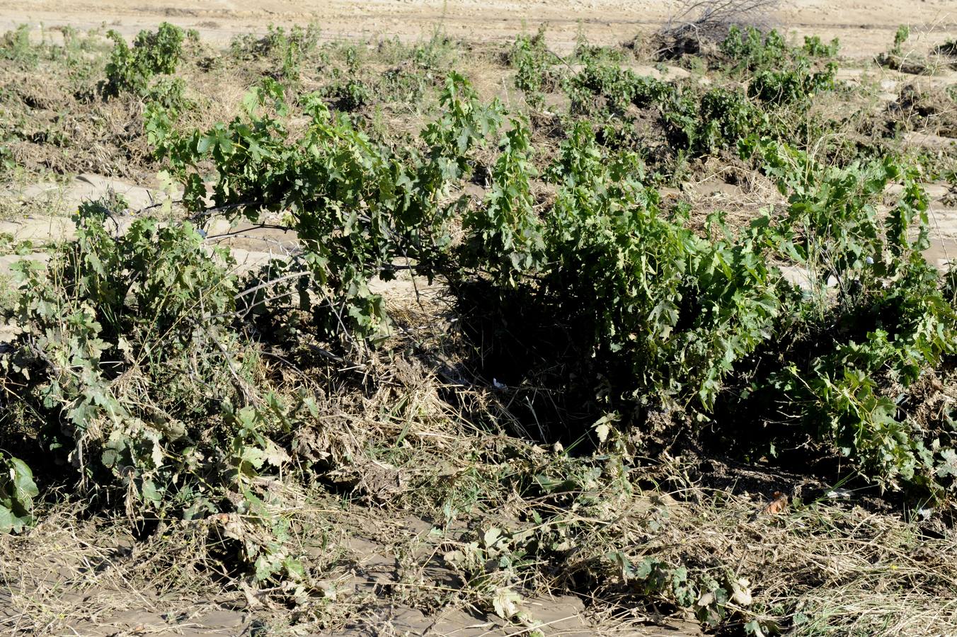 Daños ocasionados por el pedrisco en Castronuño (Valladolid)