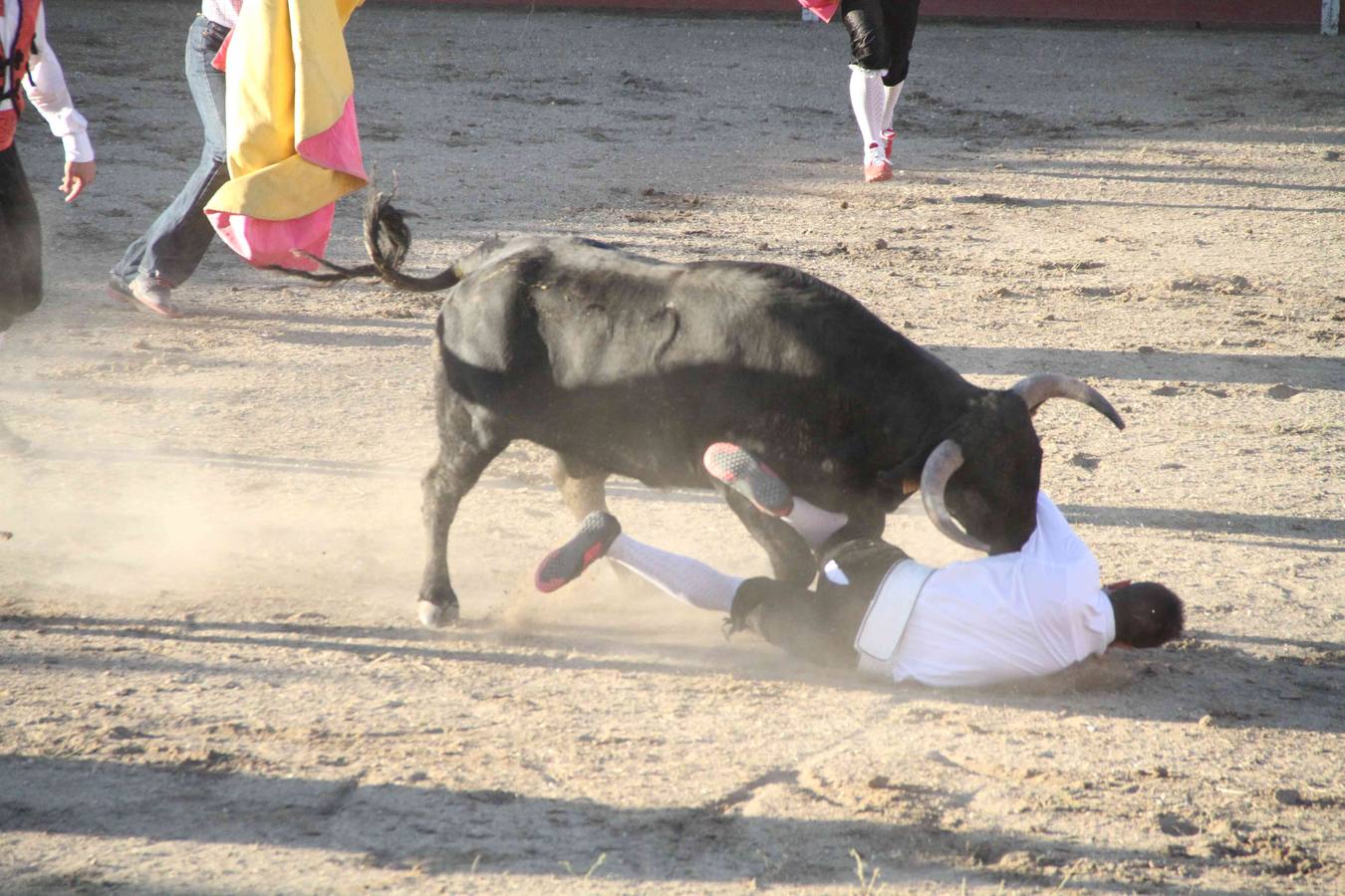 Concurso de cortes de Campaspero (Valladolid)