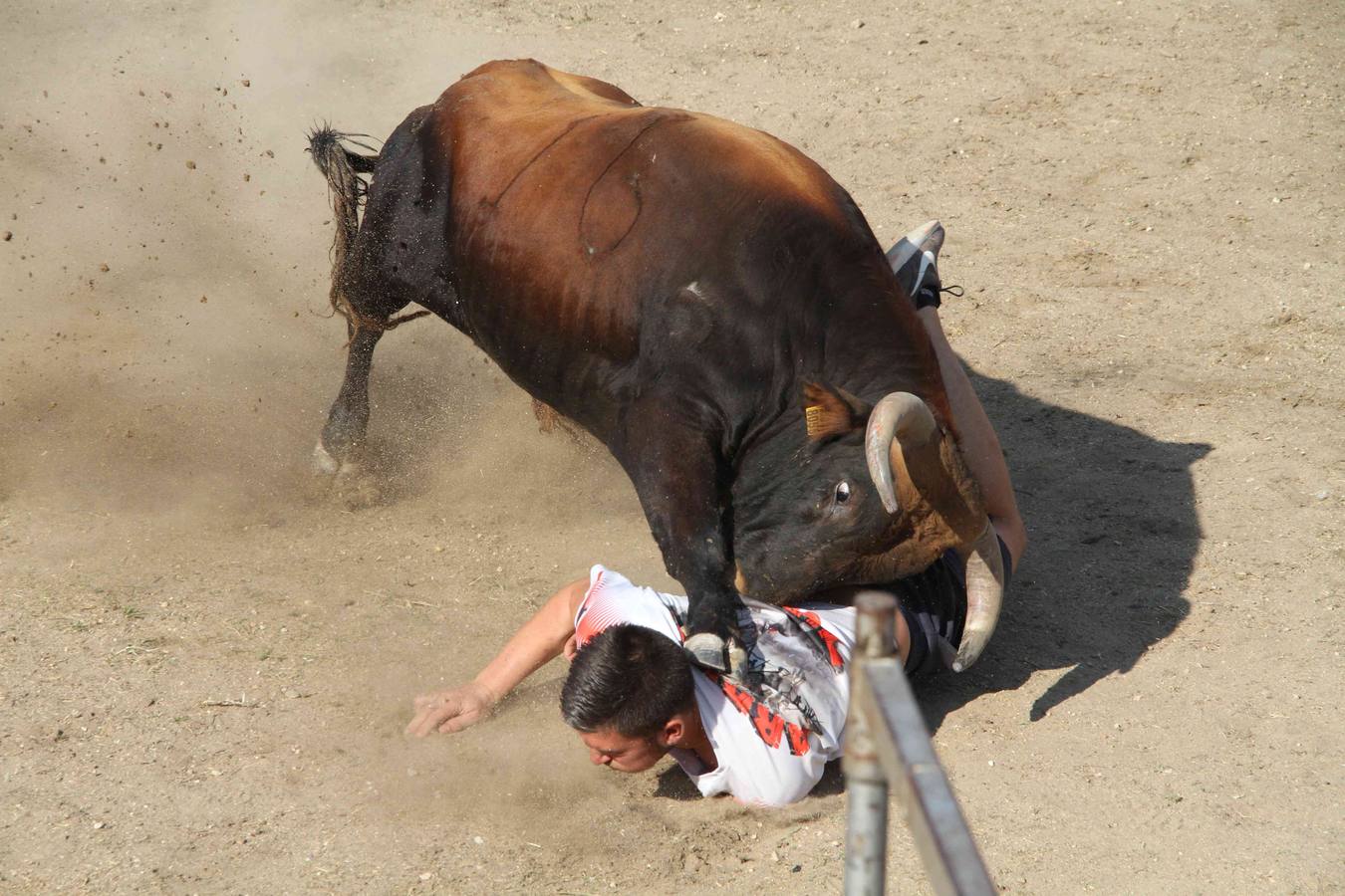 Toro del Páramo y capea matinal en las fiestas de Campaspero (1/2)