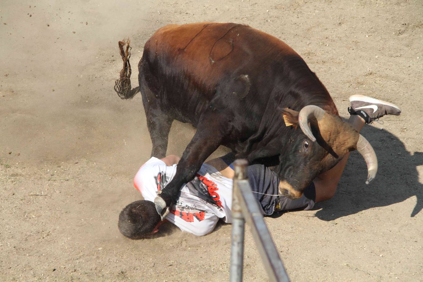 Toro del Páramo y capea matinal en las fiestas de Campaspero (1/2)