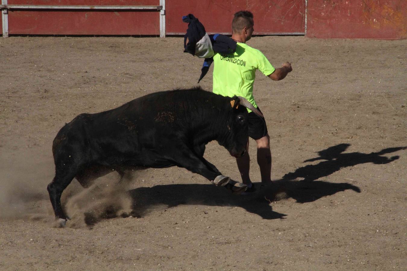 Toro del Páramo y capea matinal en las fiestas de Campaspero (1/2)