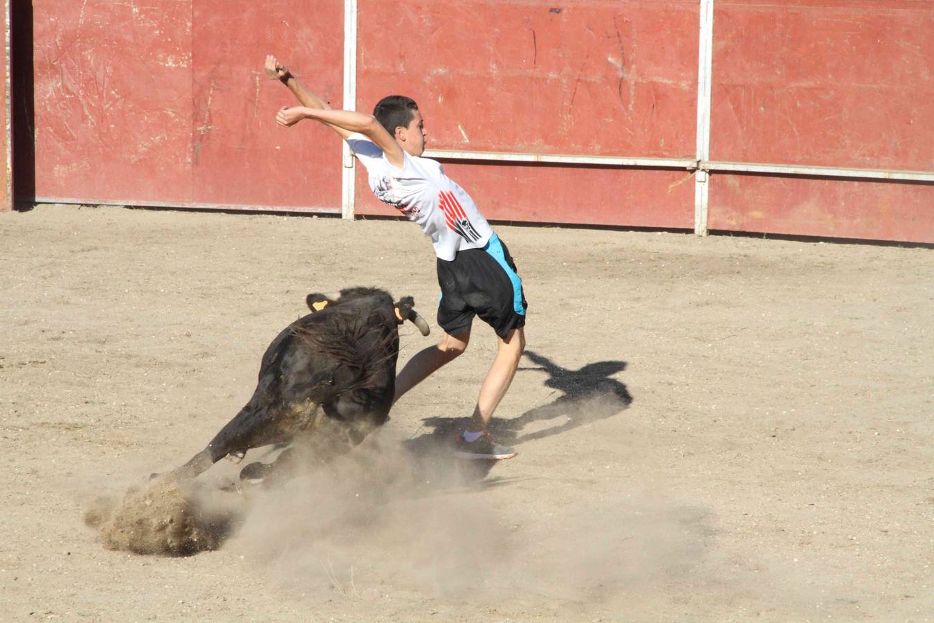 Toro del Páramo y capea matinal en las fiestas de Campaspero (1/2)