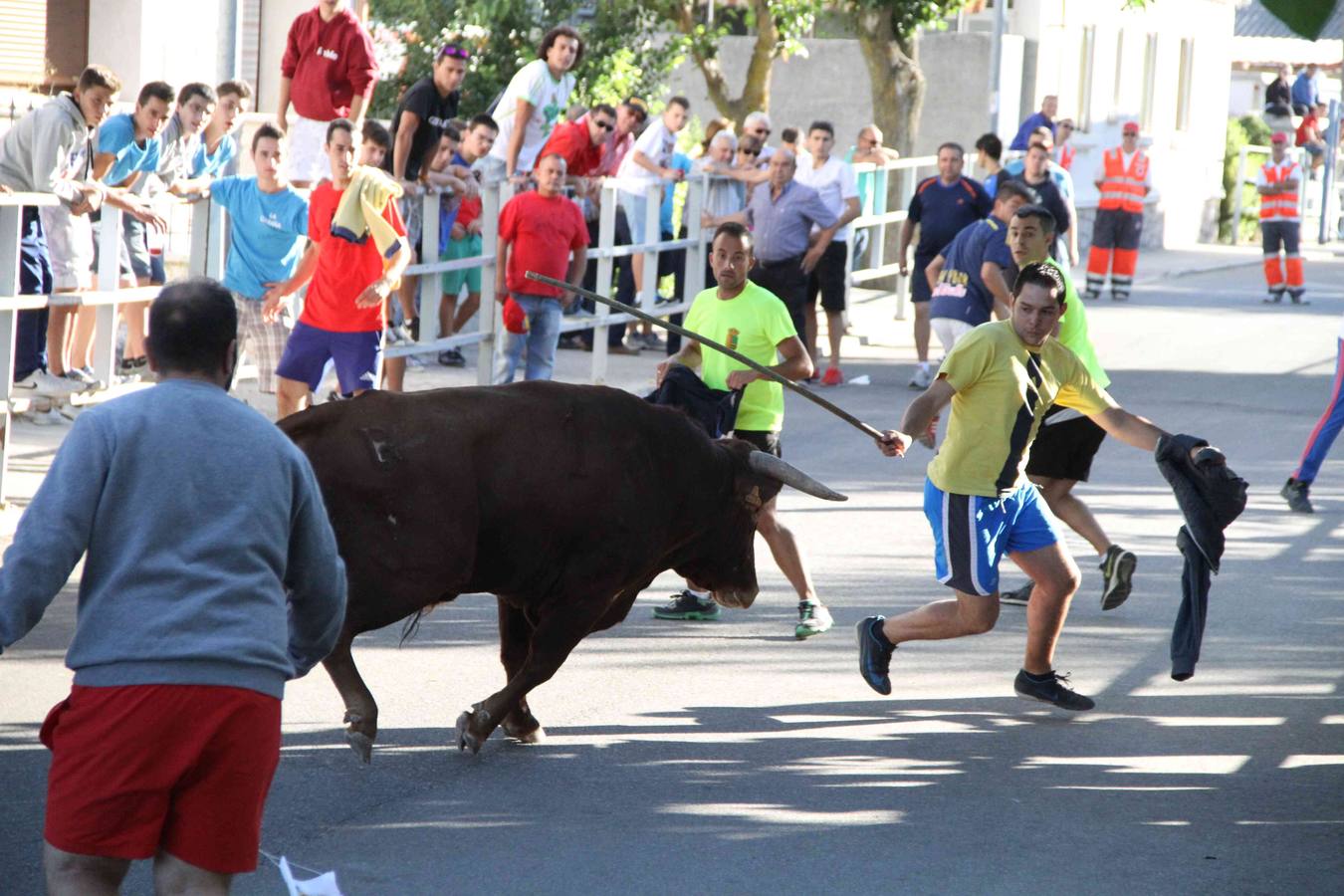 Toro del Páramo y capea matinal en las fiestas de Campaspero (1/2)