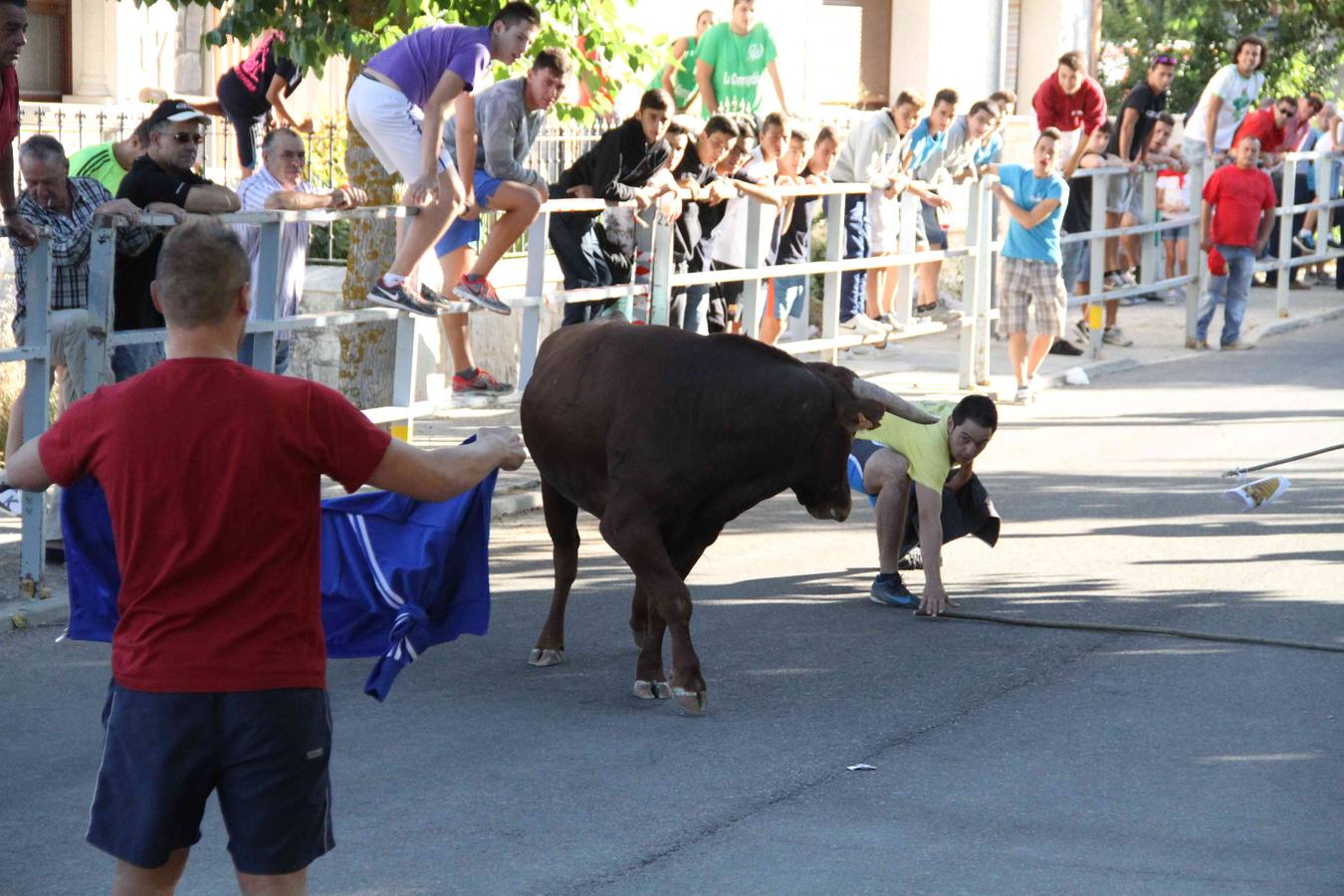 Toro del Páramo y capea matinal en las fiestas de Campaspero (1/2)
