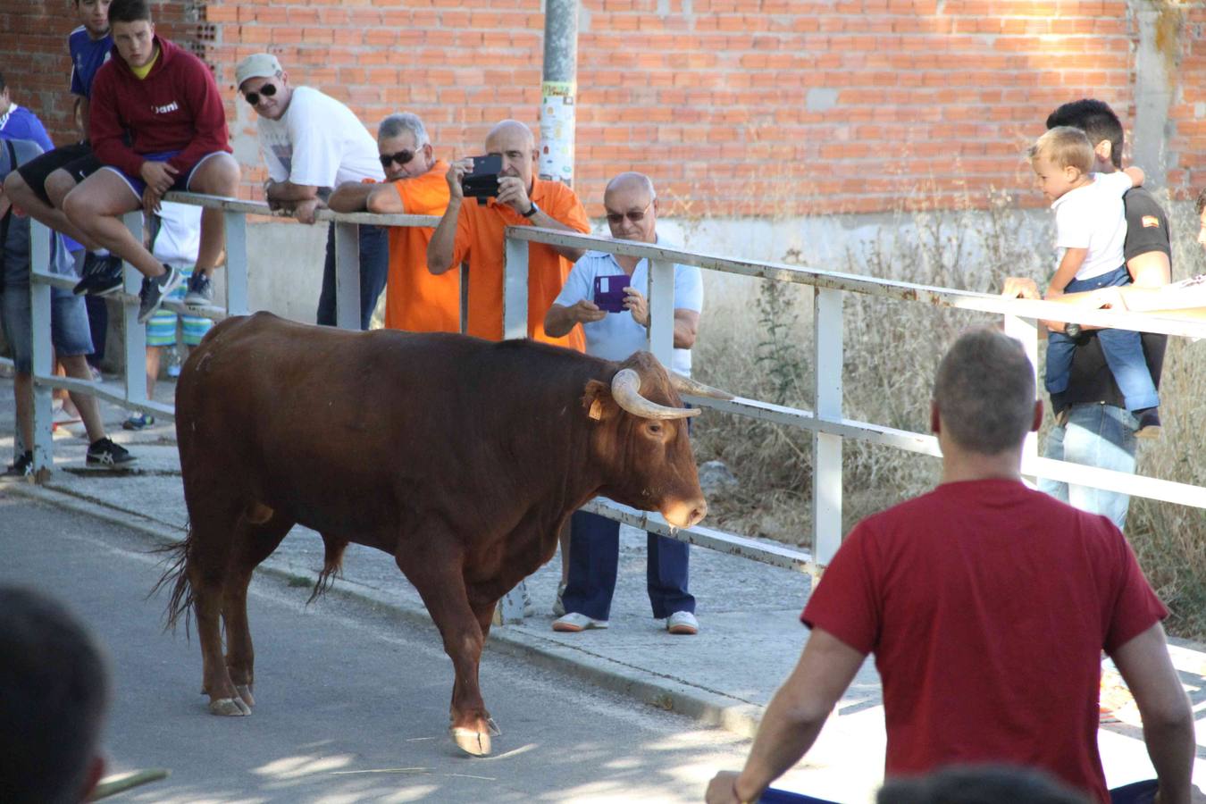 Toro del Páramo y capea matinal en las fiestas de Campaspero (2/2)