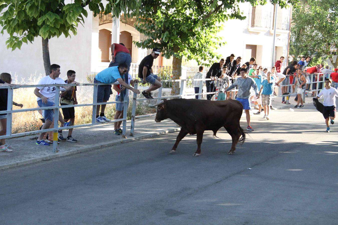 Toro del Páramo y capea matinal en las fiestas de Campaspero (2/2)