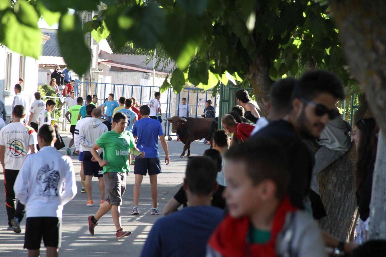 Toro del Páramo y capea matinal en las fiestas de Campaspero (2/2)