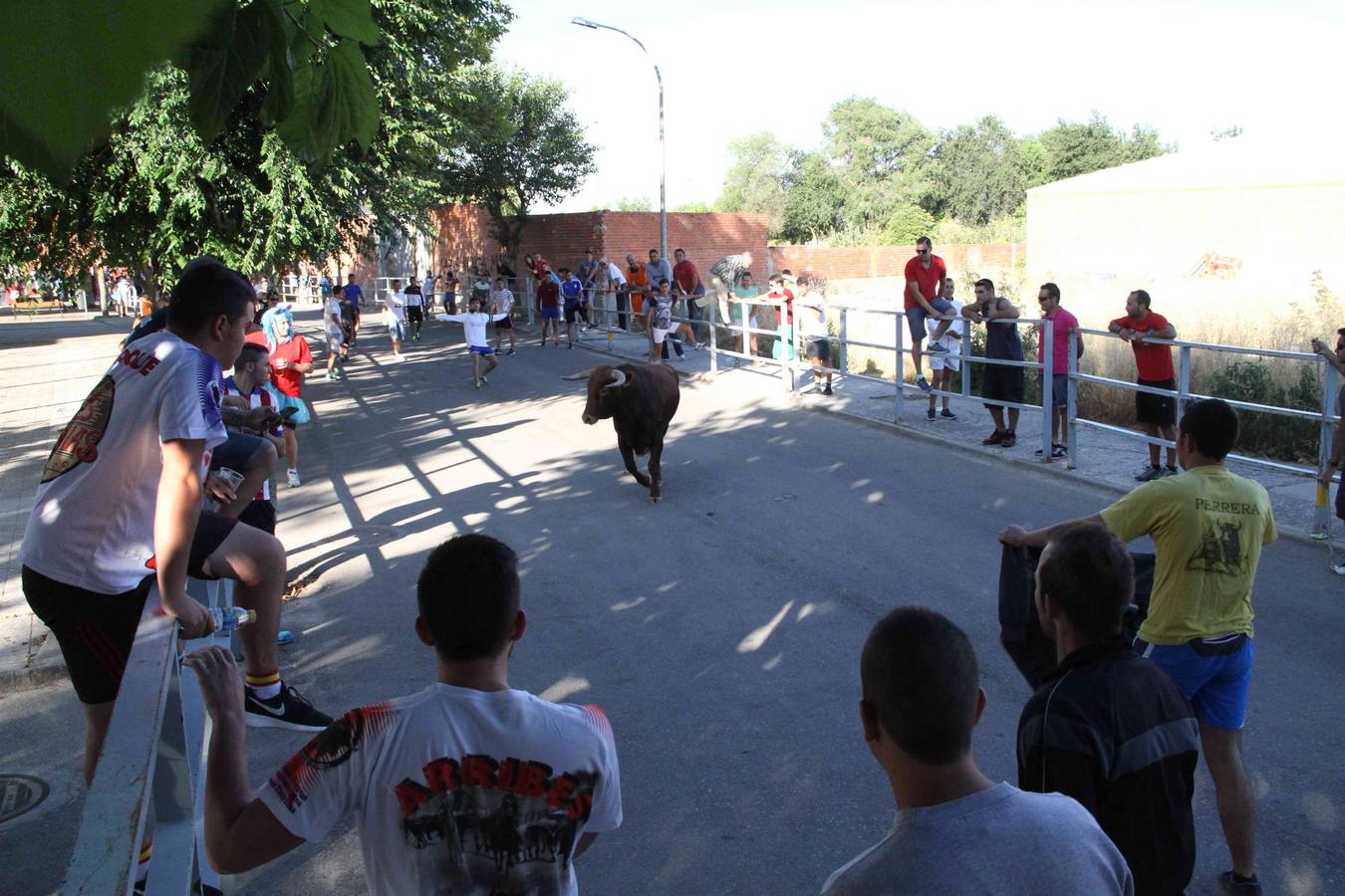 Toro del Páramo y capea matinal en las fiestas de Campaspero (2/2)