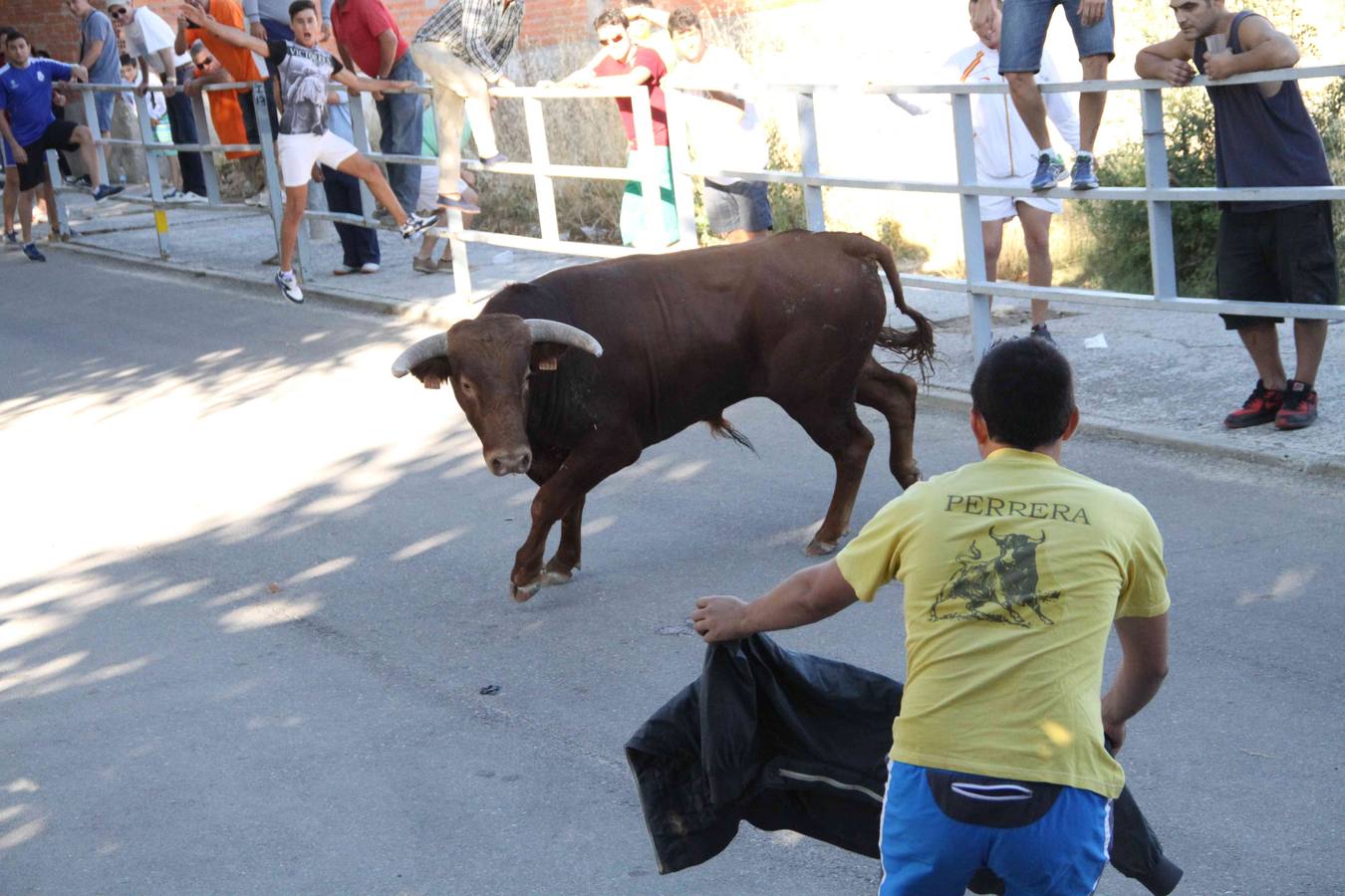 Toro del Páramo y capea matinal en las fiestas de Campaspero (2/2)