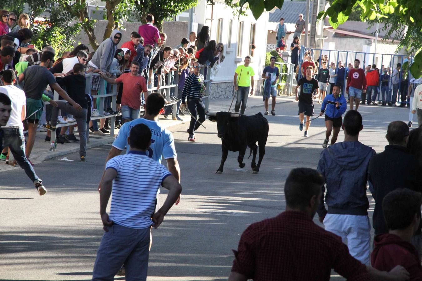 Encierro y capea en Campaspero (Valladolid) 1/2
