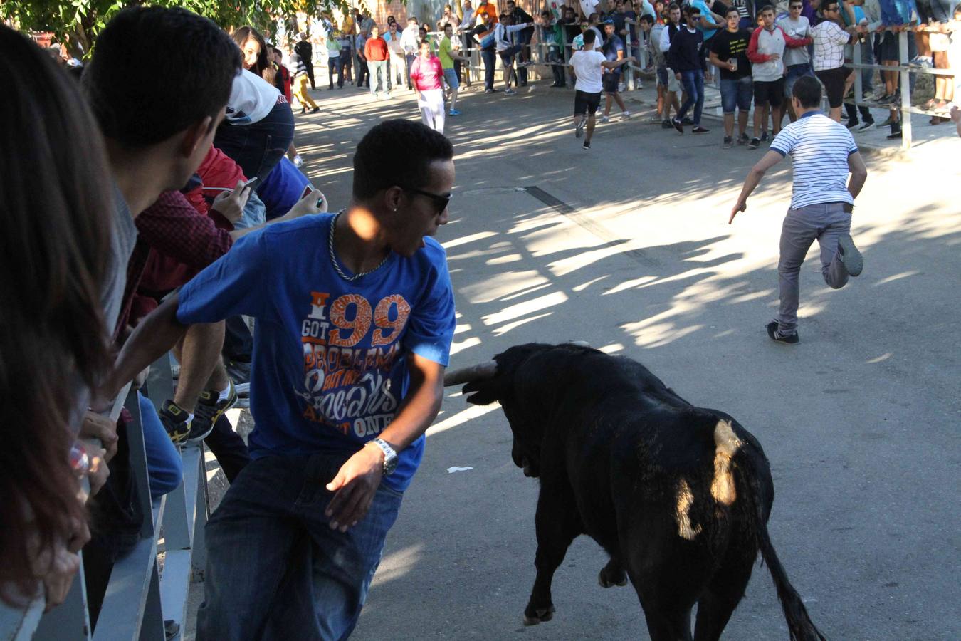 Encierro y capea en Campaspero (Valladolid) 1/2