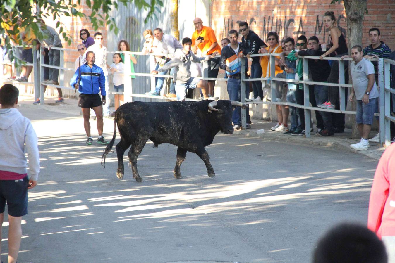 Encierro y capea en Campaspero (Valladolid) 1/2