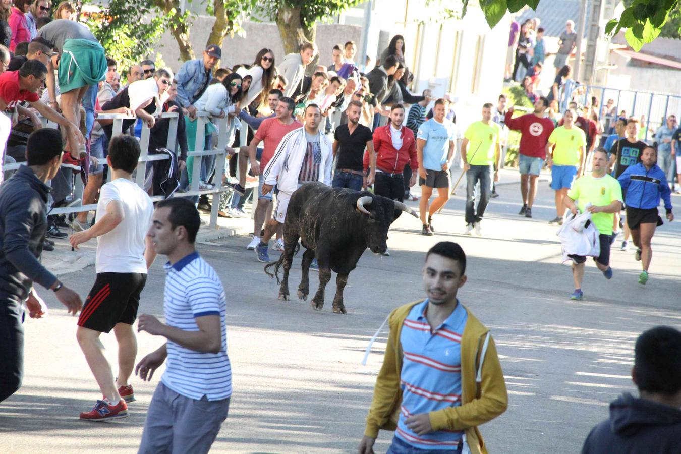 Encierro y capea en Campaspero (Valladolid) 1/2