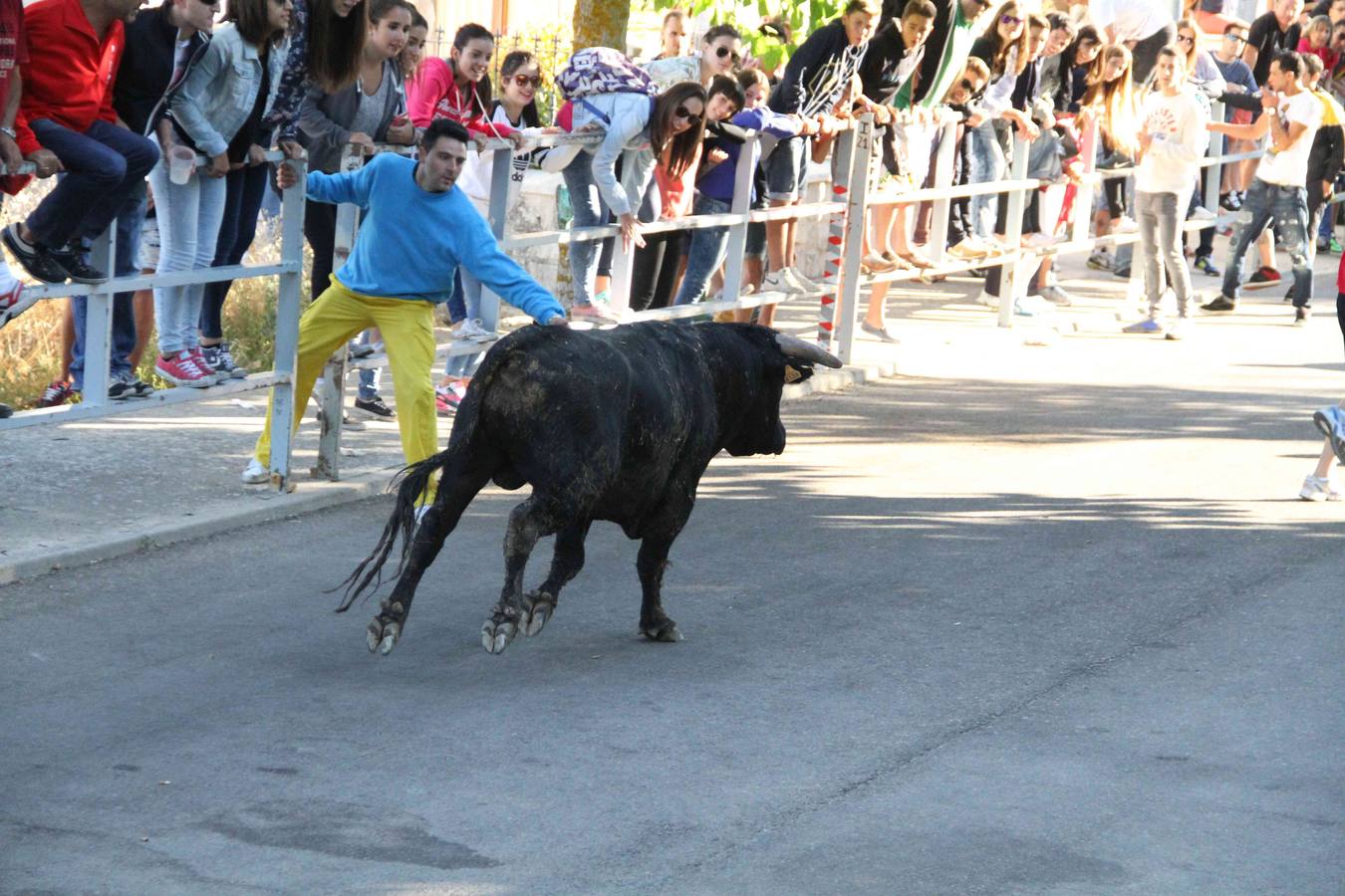 Encierro y capea en Campaspero (Valladolid) 1/2