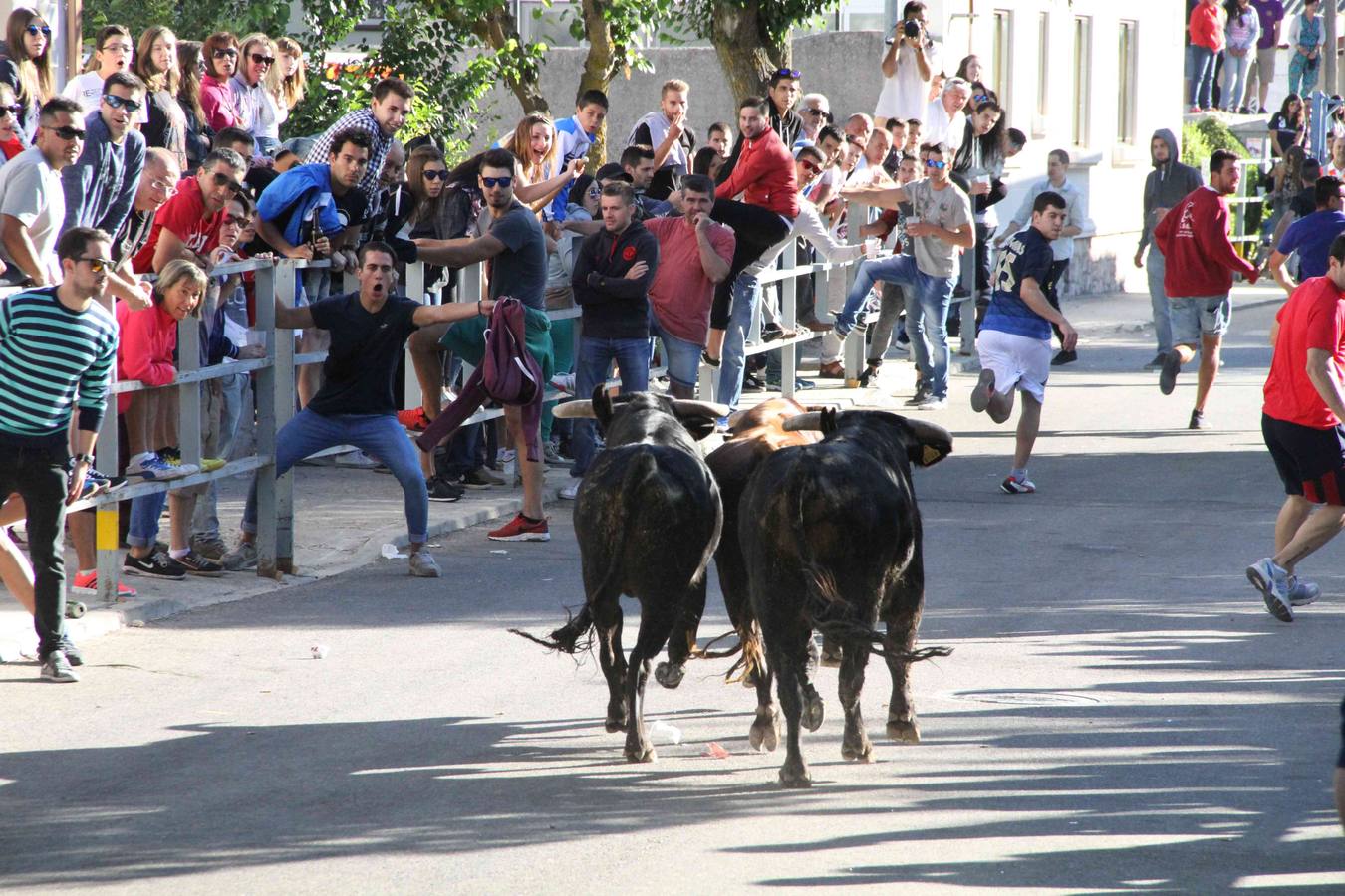 Encierro y capea en Campaspero (Valladolid) 1/2