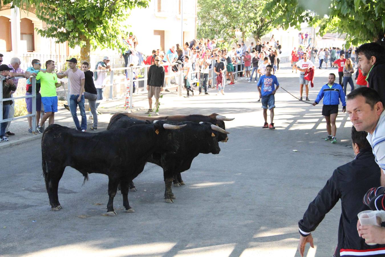 Encierro y capea en Campaspero (Valladolid) 1/2