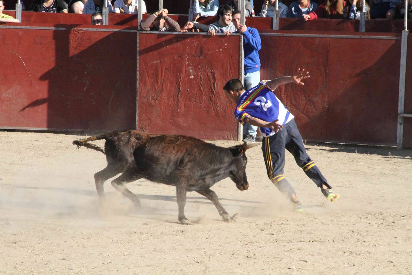 Encierro y capea en Campaspero (Valladolid) 2/2