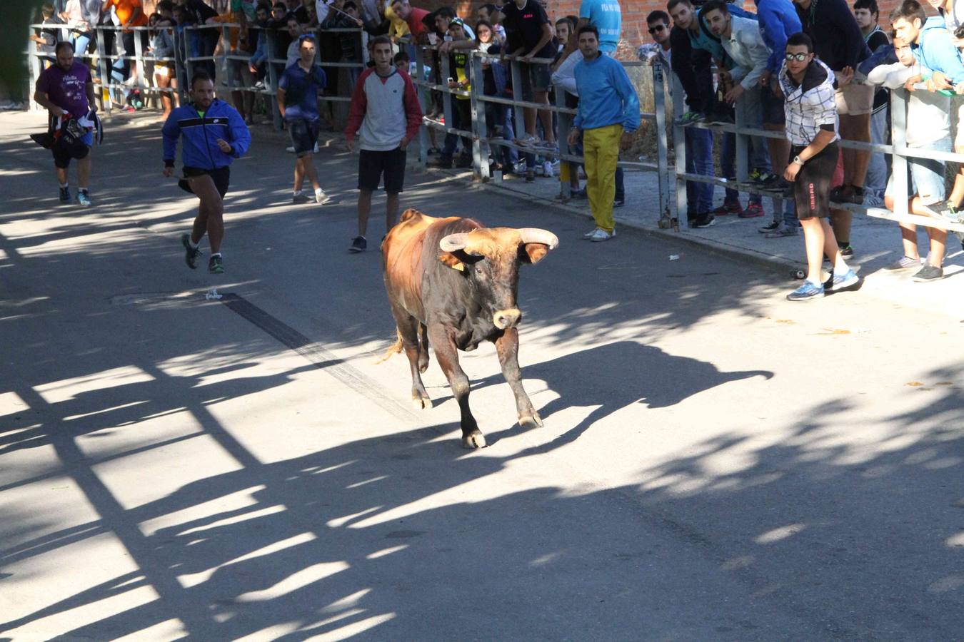 Encierro y capea en Campaspero (Valladolid) 2/2