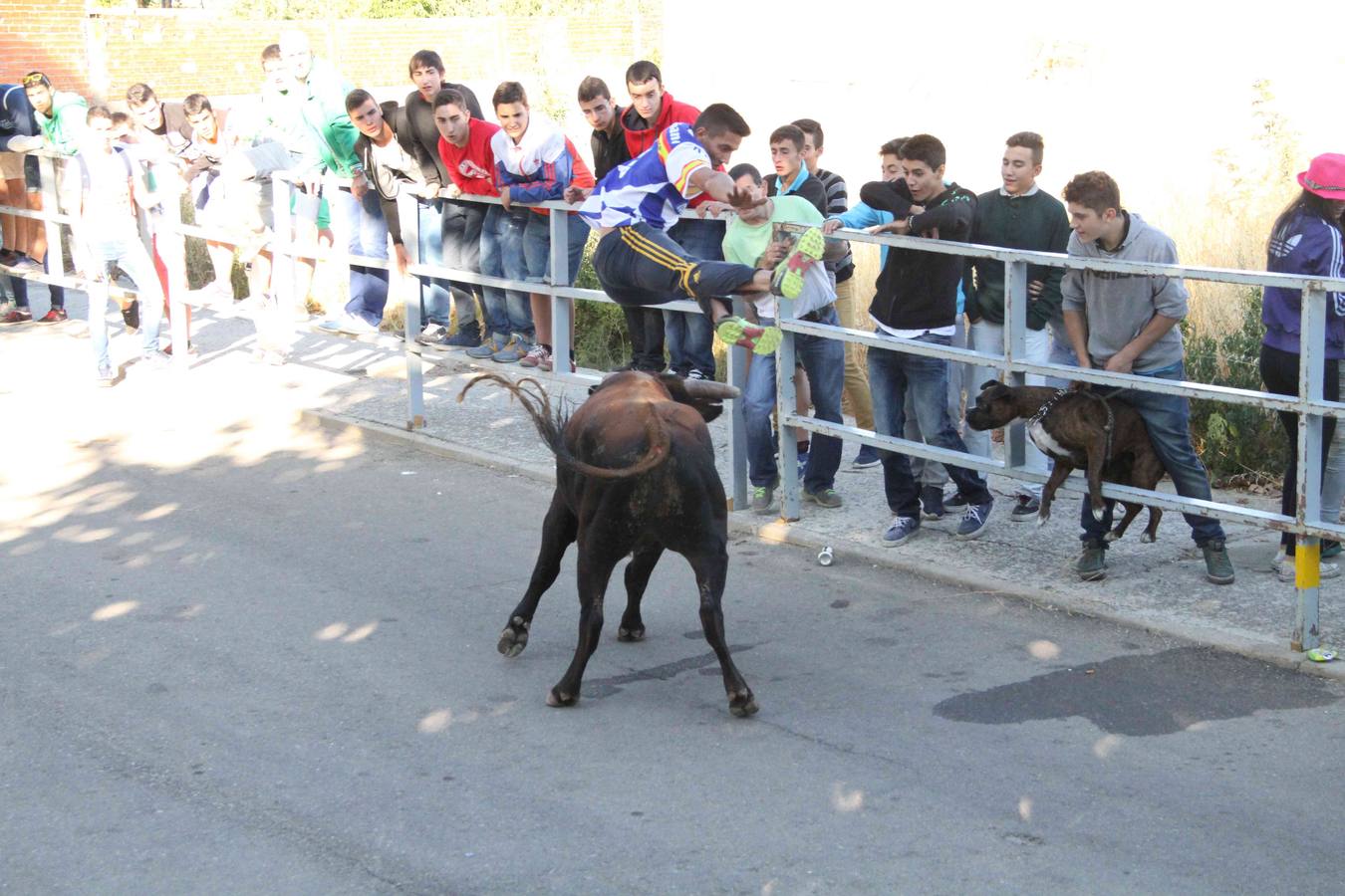 Encierro y capea en Campaspero (Valladolid) 2/2
