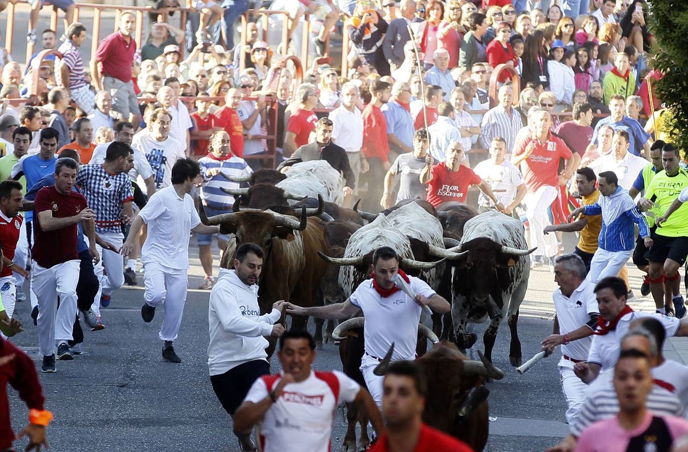 Peñafiel. Encierro por las calles del municipio.