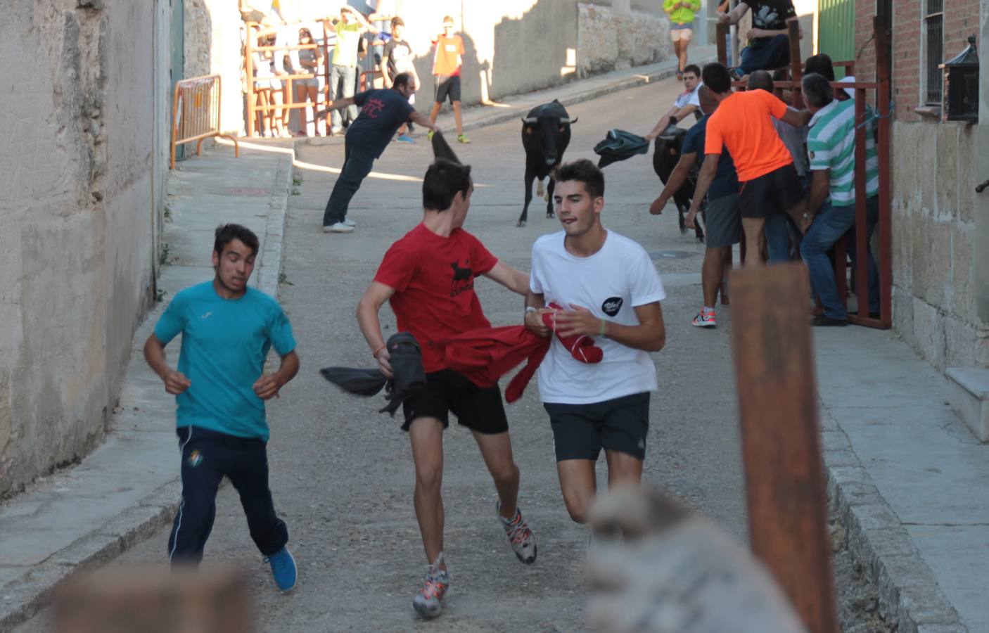 Primer encierro de las fiestas de Ciguñuela