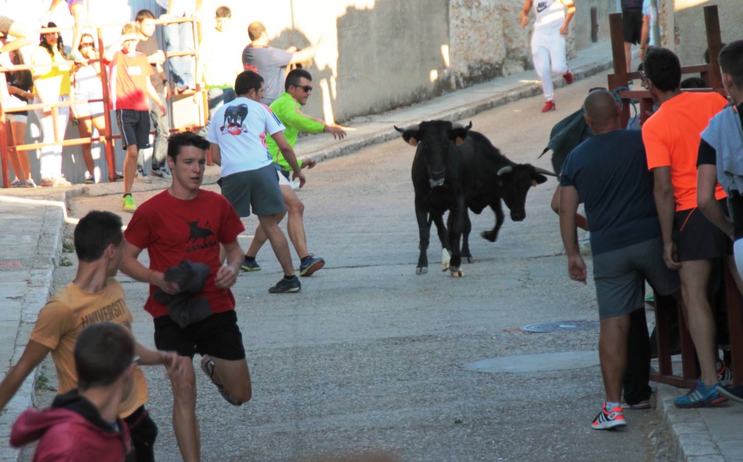 Primer encierro de las fiestas de Ciguñuela