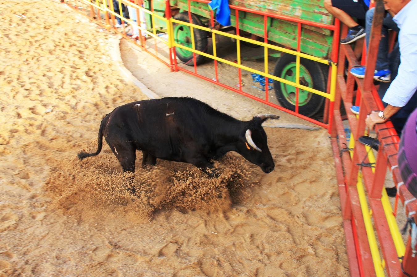 Segundo encierro de las fiestas de Ciguñuela